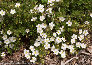 Happy Face® White Potentilla (Potentilla fruticosa 'Kupinpa' PP 22,732), a shrub featuring white flowers and deciduous.