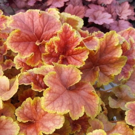 Happy Flames Coral Bells - Nature Hills Nursery - #1 Container - 