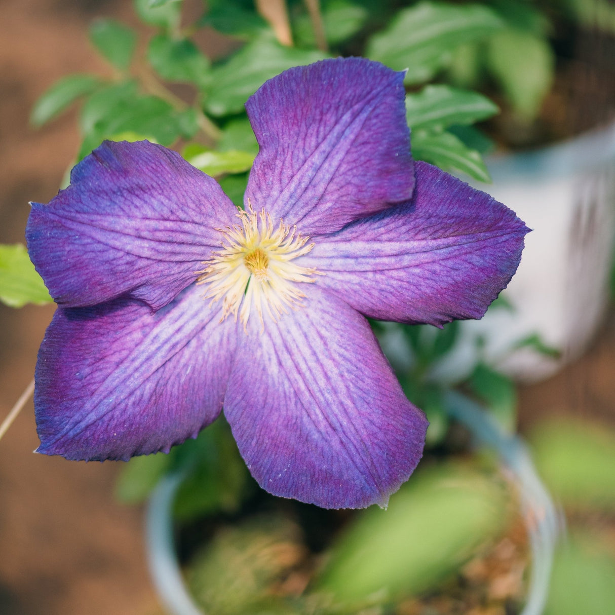 Close-up of Happy Jack Purple Clematis showing rich violet petals with creamy yellow stamens in a garden container.