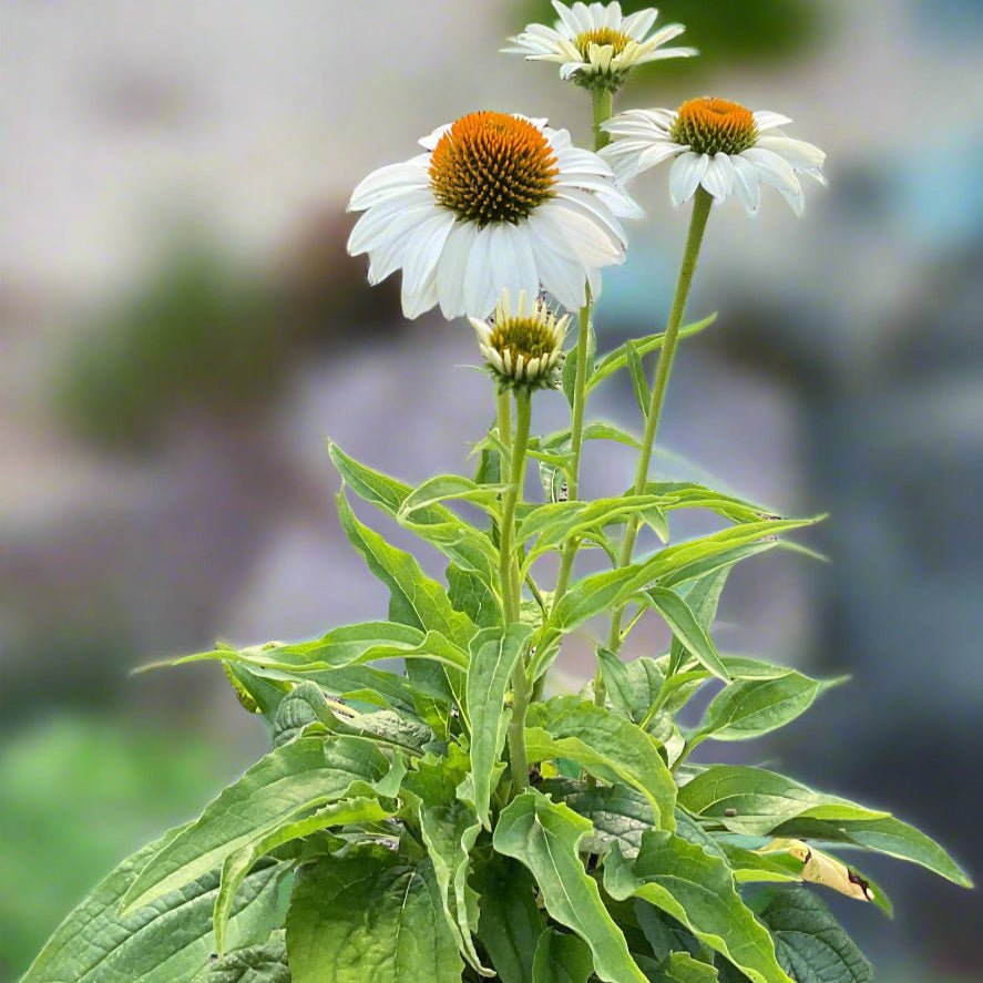 Happy Star Coneflower - Perennial - Nature Hills Nursery - 1 Container - 
