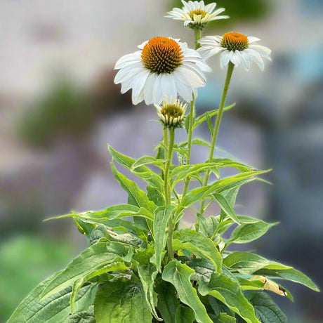 Happy Star Coneflower - Perennial - Nature Hills Nursery - 1 Container - 