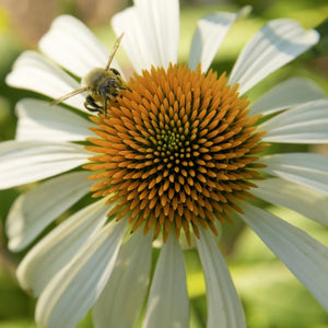 Happy Star Coneflower - Perennial - Nature Hills Nursery - 1 Container - 