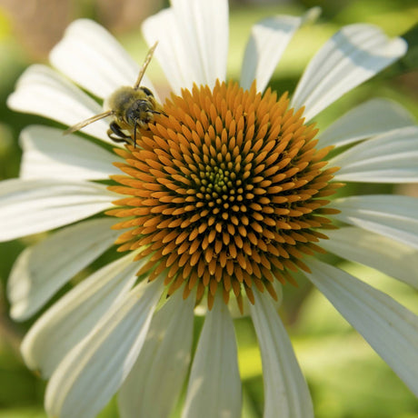 Happy Star Coneflower - Perennial - Nature Hills Nursery - 1 Container - 