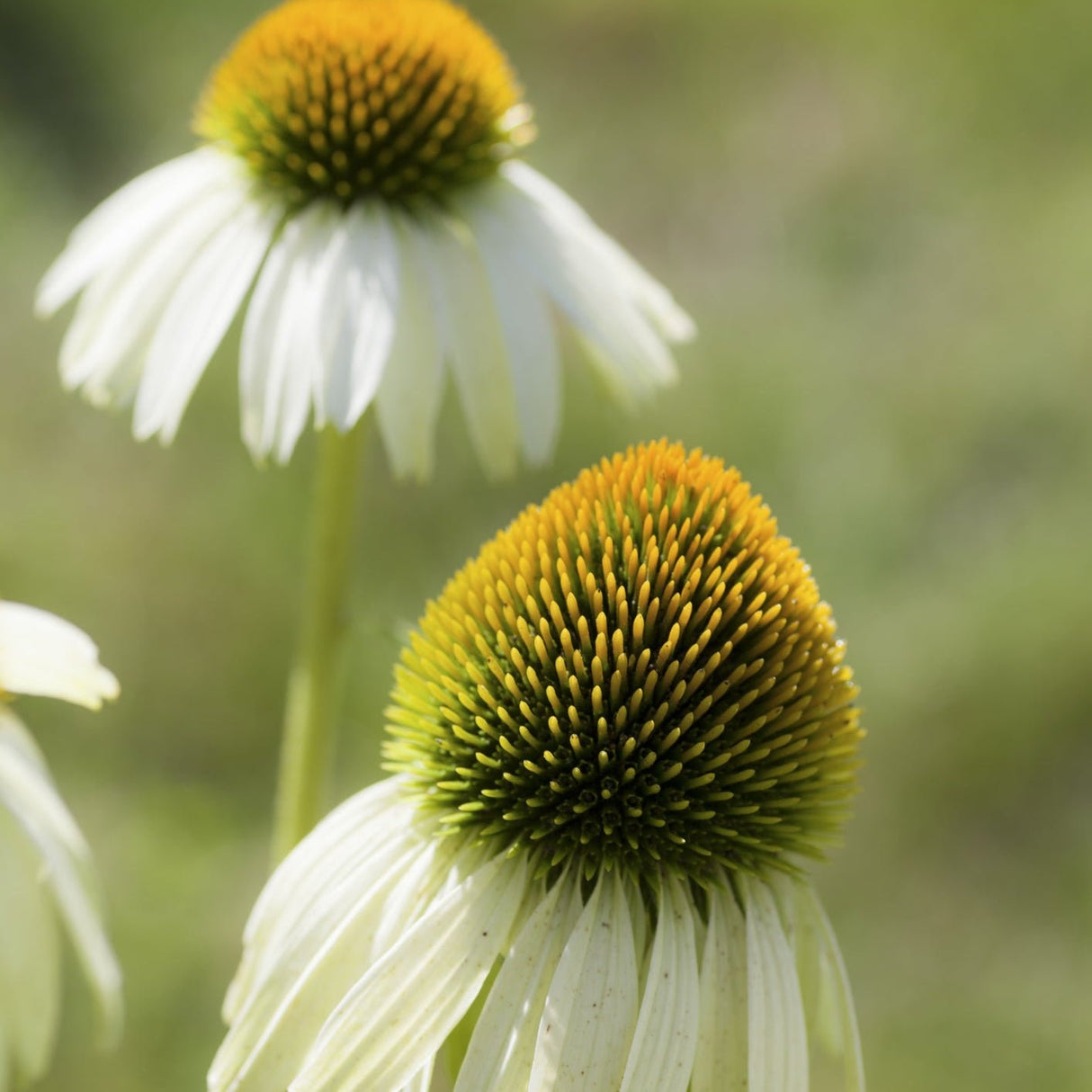 Happy Star Coneflower - Perennial - Nature Hills Nursery - 1 Container - 