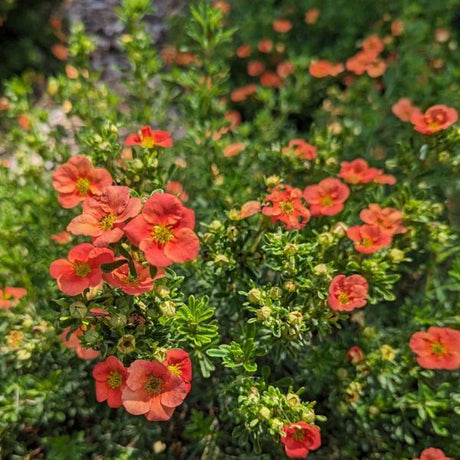 Happy Face® Orange Potentilla Blooms