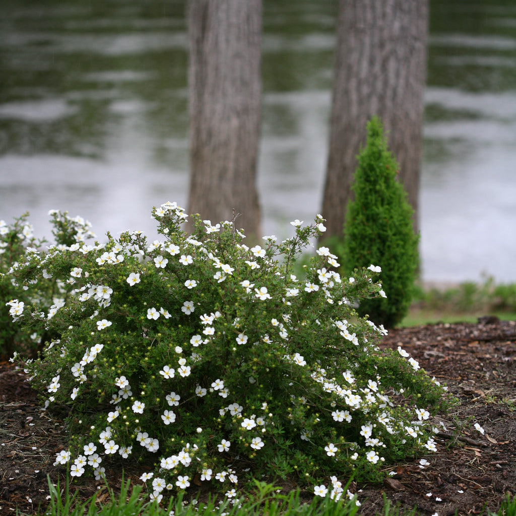 Happy Face® White Potentilla