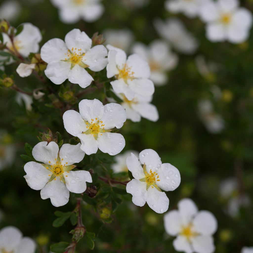Happy Face® White Potentilla
