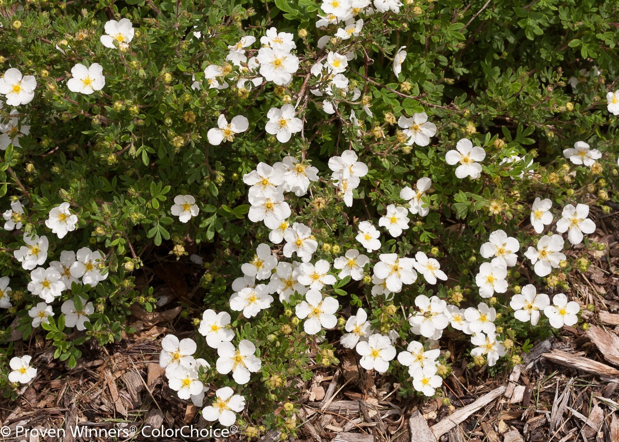 Happy Face® White Potentilla