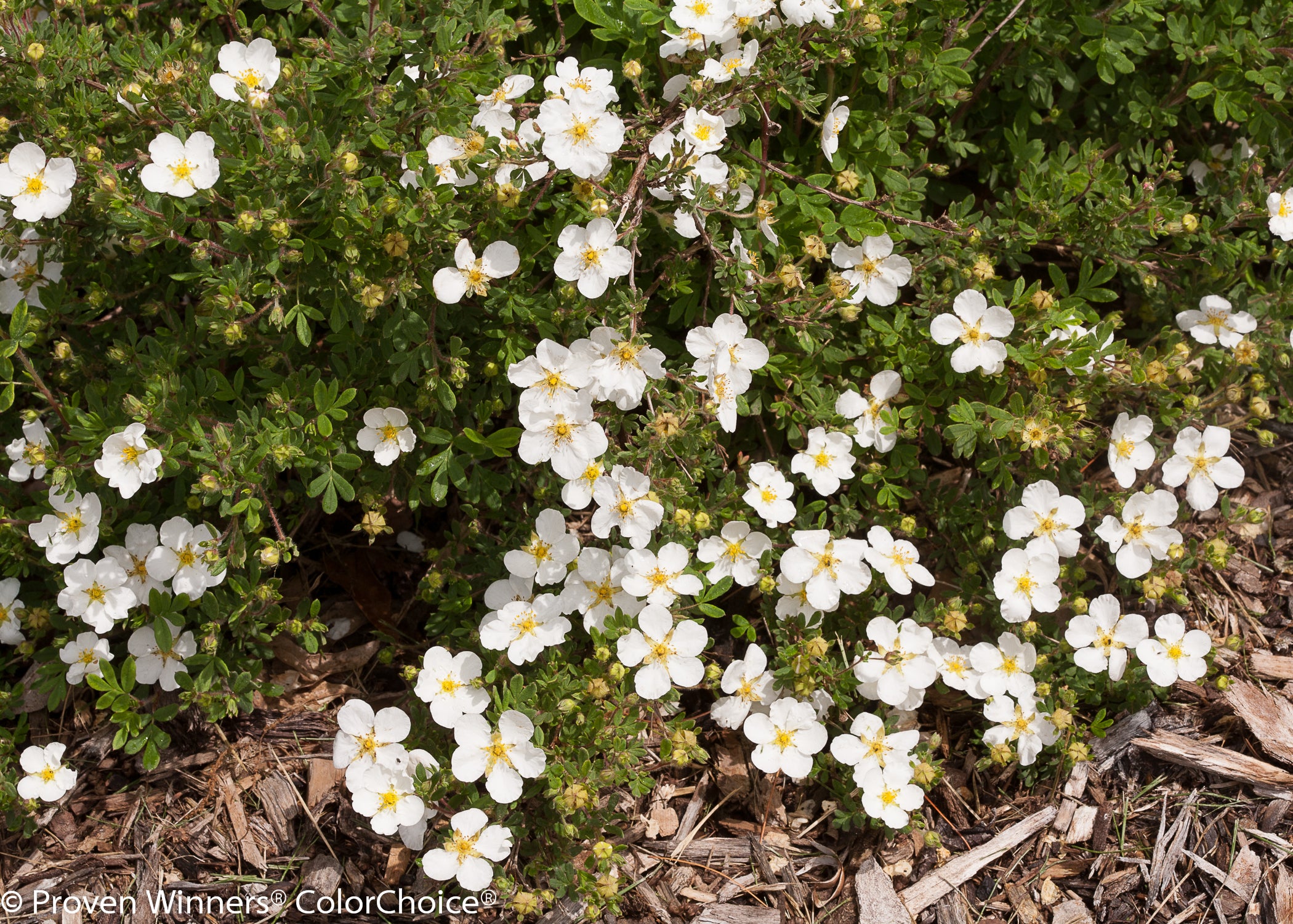 Happy Face® White Potentilla