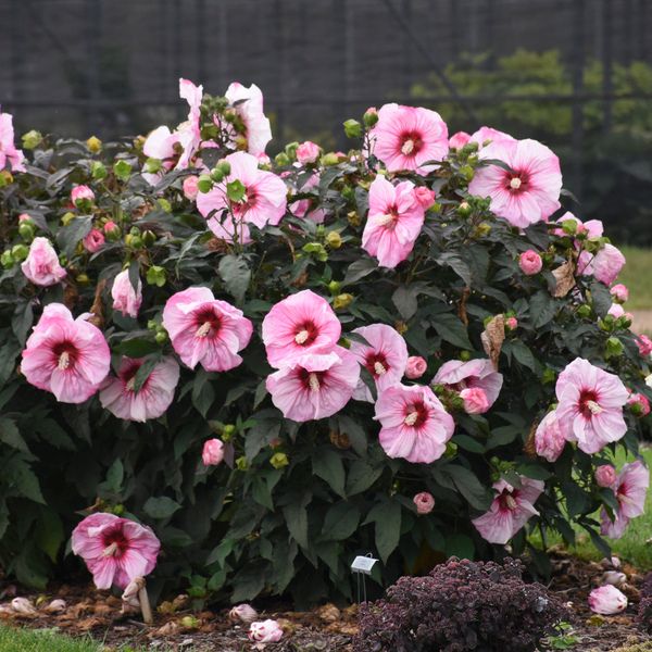 SUMMERIFIC® Cherry Choco Latte Hardy Hibiscus | Buy at NatureHills.com