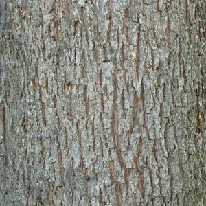 Yellow fall foliage on Hardy Pecan Tree (Carya illinoinensis).