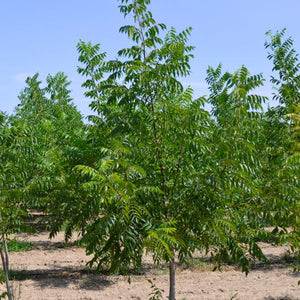 Hardy Pecan Tree (Carya illinoinensis) growing in a garden landscape, showing mature tree form.