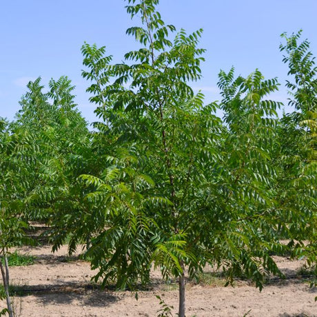 Hardy Pecan Tree (Carya illinoinensis) growing in a garden landscape, showing mature tree form.