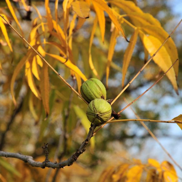 Hardy Pecan Tree (Carya illinoinensis), a tree featuring green flowers and deciduous.