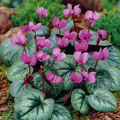 Hardy Cyclamen Full Bloom