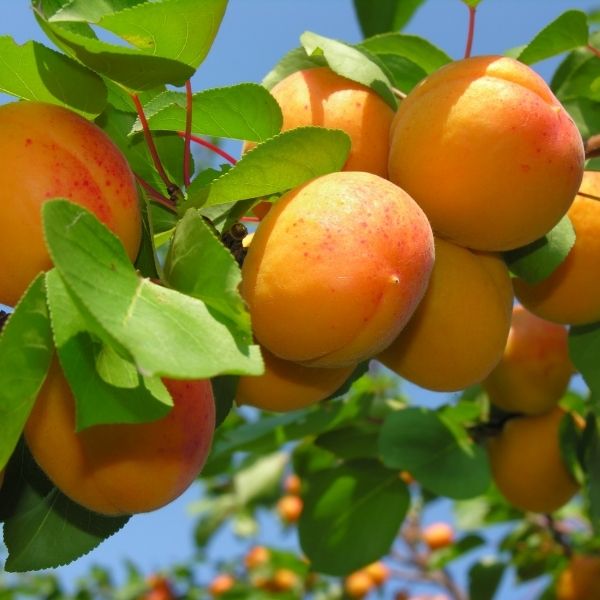 Harglow Apricot Tree - Nature Hills Nursery - Paper Pot 4 - 5 Feet - 