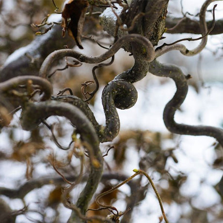 Close-up of yellow corylus flowers on Harry Lauder's Walking Stick blooming in late winter to early spring.