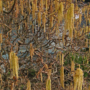 Deciduous foliage of Harry Lauder's Walking Stick (Corylus avellana 'Contorta') in a garden setting.