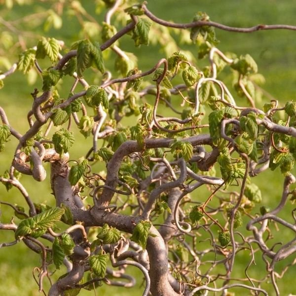 Harry Lauder's Walking Stick (Corylus avellana 'Contorta'), a tree featuring yellow flowers and deciduous.