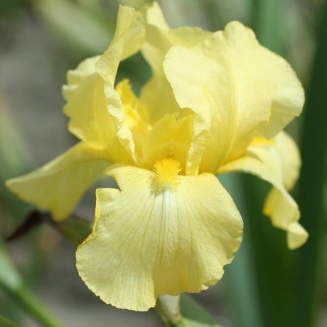 Harvest of Memories Tall Bearded Iris - Nature Hills Nursery - Bare Root Iris - 