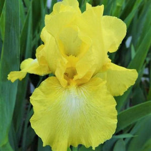 Harvest of Memories Tall Bearded Iris - Nature Hills Nursery - Bare Root Iris - 