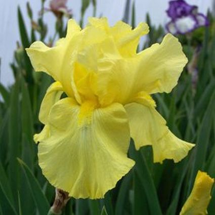 Harvest of Memories Tall Bearded Iris - Nature Hills Nursery - Bare Root Iris - 