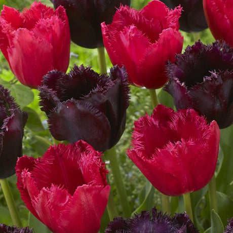 Havana Nights Tulip Blend Blooms Up Close