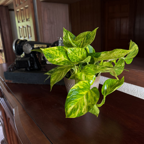 Hawaiian Pothos in a 6 inch hanging basket, view 2