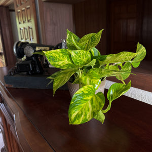 Hawaiian Pothos in a 6 inch hanging basket, view 2
