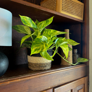 Hawaiian Pothos in a 6 inch hanging basket