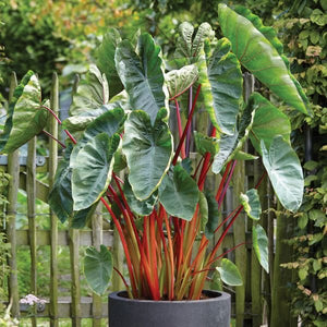 Hawaiian Punch Elephant Ear - Nature Hills Nursery - Single Pack - 