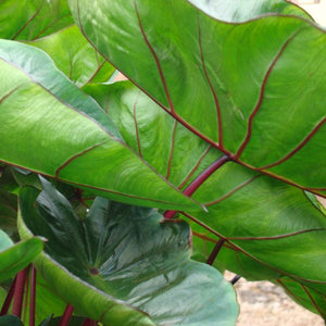 Hawaiian Punch Elephant Ear - Nature Hills Nursery - Single Pack - 