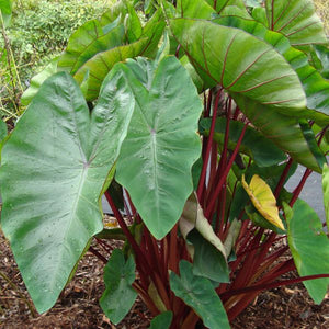 Hawaiian Punch Elephant Ear - Nature Hills Nursery - Single Pack - 