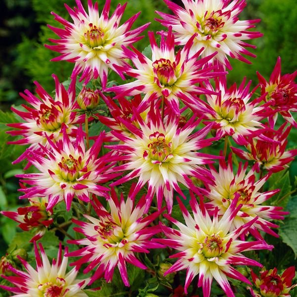 Hayley Jane Dahlia - Nature Hills Nursery - 5 Pack Bulbs - 