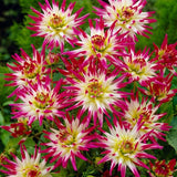 Hayley Jane Dahlia - Nature Hills Nursery - 5 Pack Bulbs - 