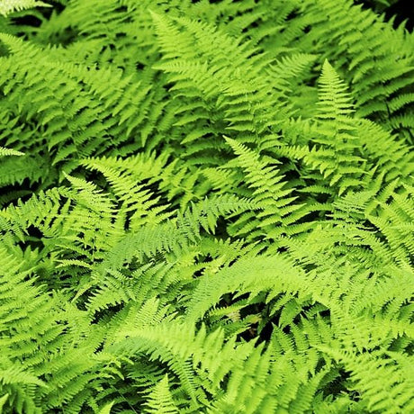 Hayscented Fern (Dennstaedtia punctilobula), a perennial featuring perennial and arching, clumping form.