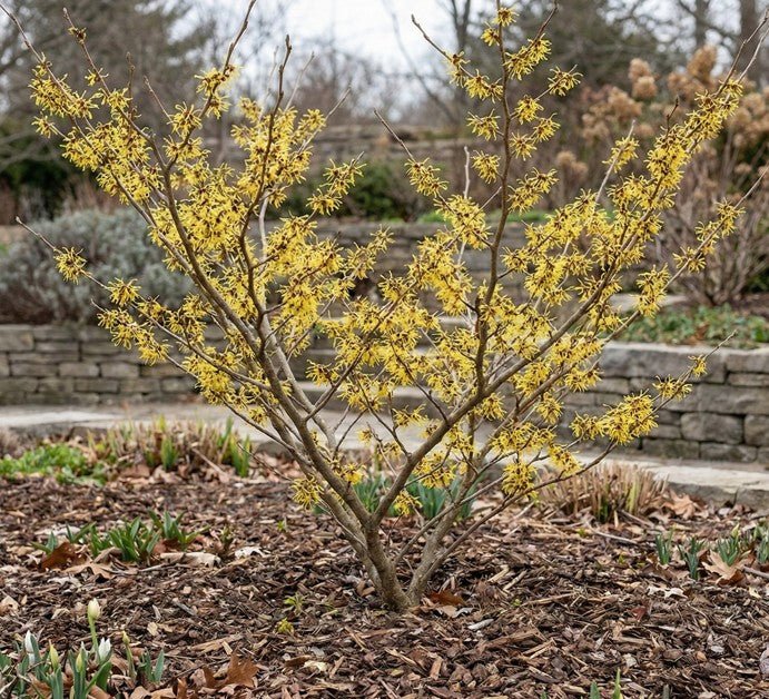 Arnold Promise Witch Hazel | Fragrant Late-Winter Blooms | Nature
