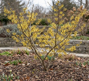 Arnold Promise Witch Hazel