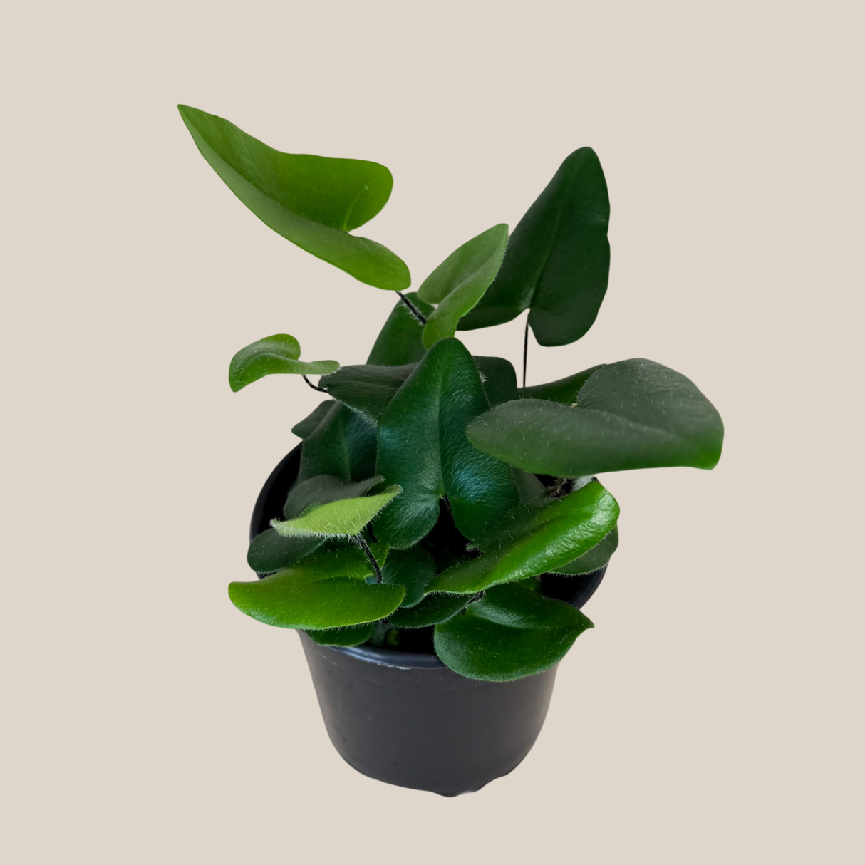 Heart Fern in a 4 inch pot, view 4