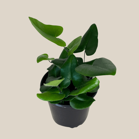 Heart Fern in a 4 inch pot, view 4
