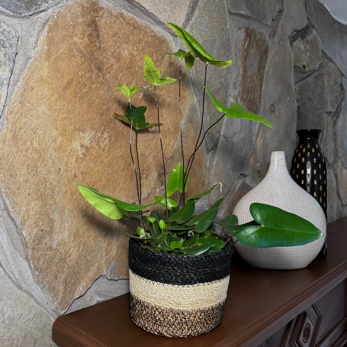 Heart Fern in a 6 inch pot