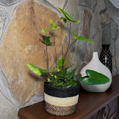 Heart Fern in a 6 inch pot