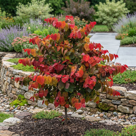 A colorful Hearts A'fire Redbud tree with heart-shaped red, orange, and green leaves, planted in a garden with a stone retaining wall.