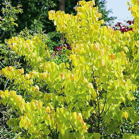 Hearts of Gold Redbud Tree (Cercis canadensis 'Hearts of Gold'), a tree featuring pink, purple flowers and deciduous.