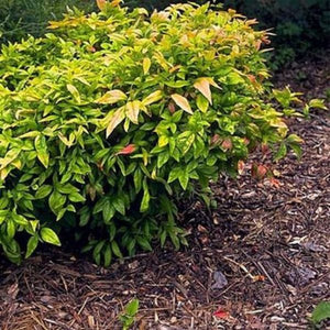 Close-up of white nandina flowers on Firepower Heavenly Bamboo blooming in late spring.