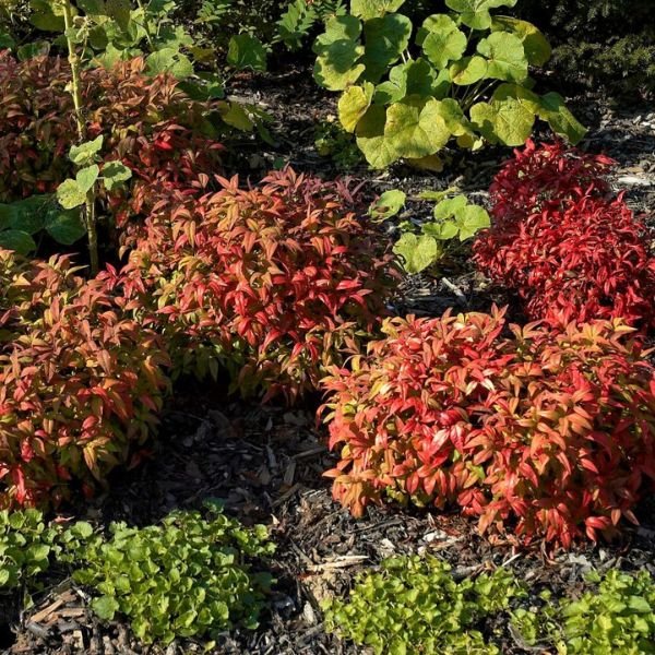 Firepower Heavenly Bamboo (Nandina domestica 'Firepower'), a shrub featuring white flowers and broad-leaved evergreen.