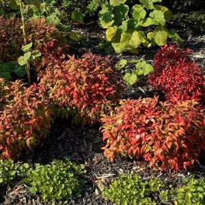 Firepower Heavenly Bamboo (Nandina domestica 'Firepower'), a shrub featuring white flowers and broad-leaved evergreen.