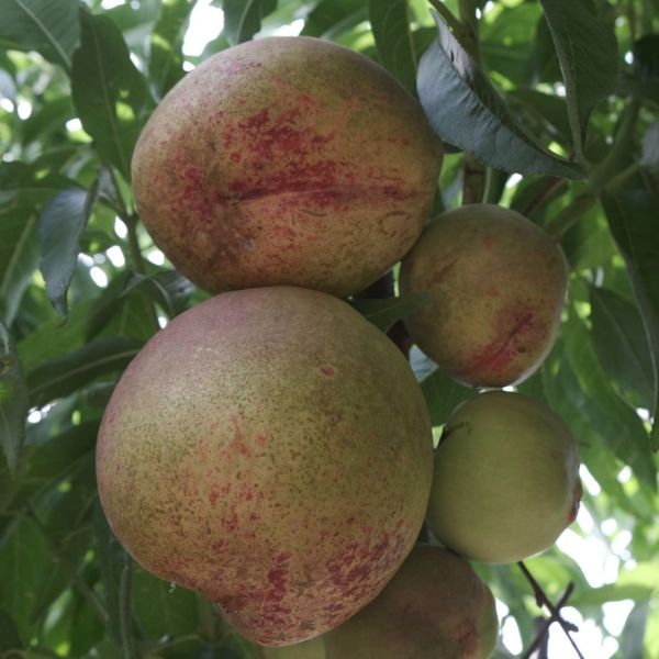 Heavenly White Nectarine Tree