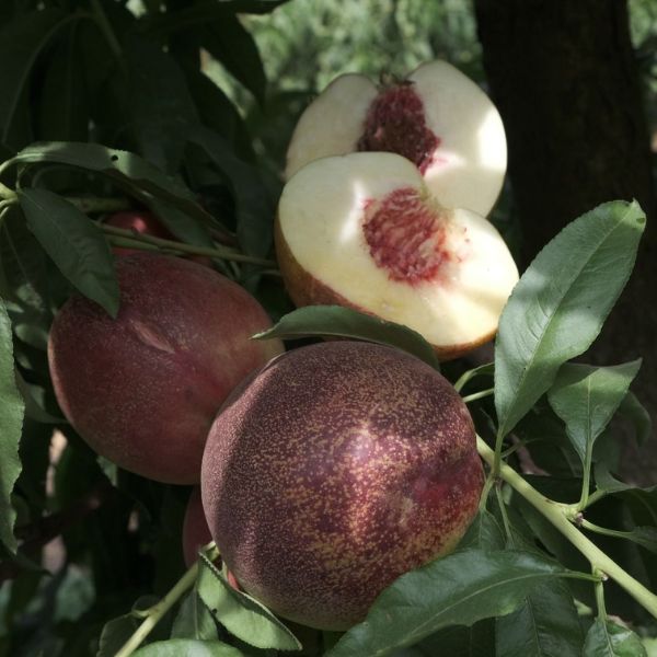 Heavenly White Nectarine Tree