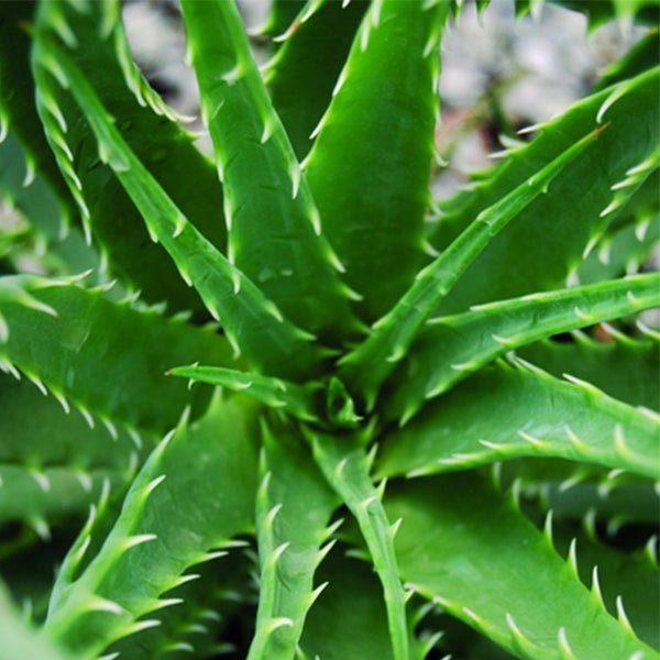 Hedgehog Aloe (Aloe humilis x 'Hedgehog'), a perennial featuring orange flowers and houseplant.